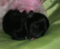 Hank, a male Morkie for sale in Billings, MO – Photo 5 of 9