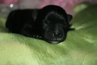 Hank, a male Morkie for sale in Billings, MO – Photo 9 of 9