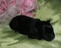 Hank, a male Morkie for sale in Billings, MO – Photo 2 of 9