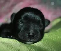 Hank, a male Morkie for sale in Billings, MO – Photo 6 of 9