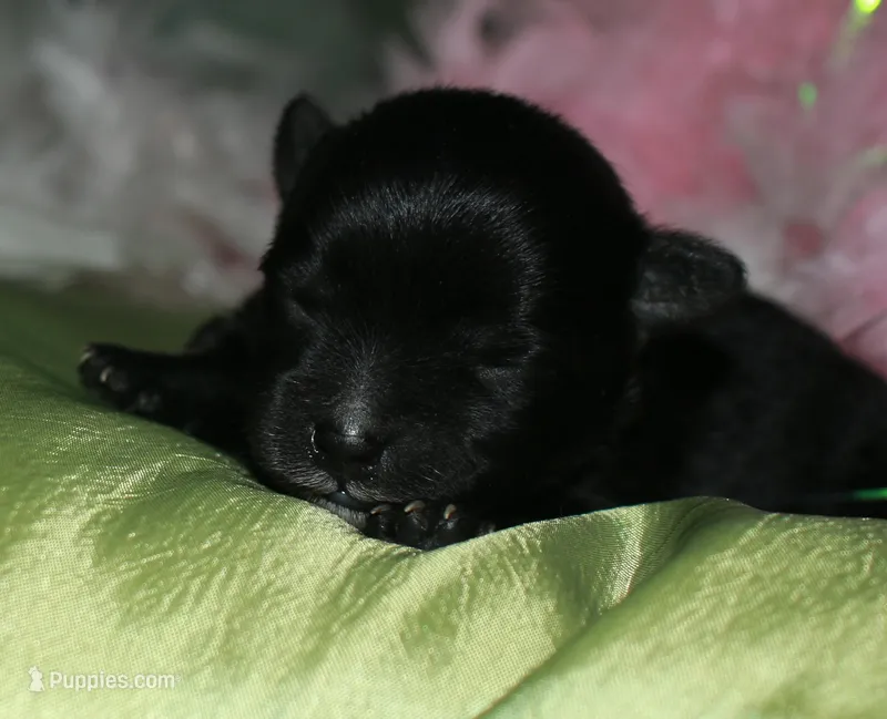 Hank – Morkie puppy for sale in Billings, MO