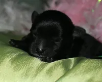 Hank, a male Morkie for sale in Billings, MO – Photo 1 of 9