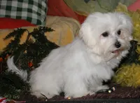 Stumpy, a male Maltese for sale in Billings, MO – 5 of 9