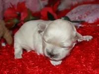 Jojo , a male Shihpoo for sale in Billings, MO – Photo 2 of 7