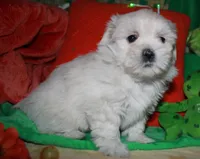 Jojo , a male Shihpoo for sale in Billings, MO – Photo 5 of 10