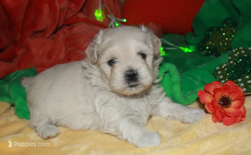 Jojo  – Shihpoo puppy for sale in Billings, MO