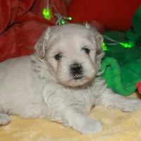 Jojo , a male Shihpoo for sale in Billings, MO – Photo 1 of 10