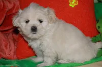 Jojo , a male Shihpoo for sale in Billings, MO – Photo 10 of 10
