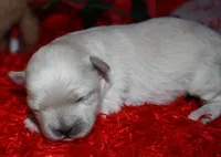 Jojo , a male Shihpoo for sale in Billings, MO – Photo 7 of 7