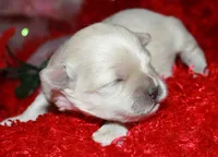 Jojo , a male Shihpoo for sale in Billings, MO – Photo 1 of 7