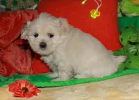 Jojo , a male Shihpoo for sale in Billings, MO – Photo 2 of 10