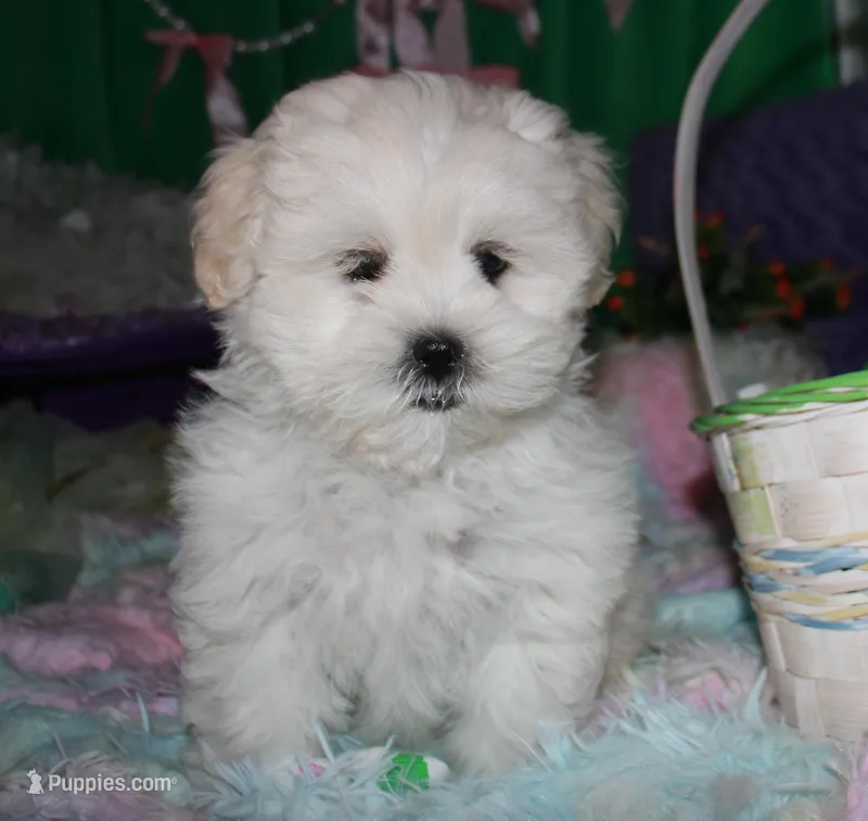 Jojo  – Shihpoo puppy for sale in Billings, MO