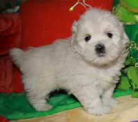 Jojo , a male Shihpoo for sale in Billings, MO – Photo 3 of 10