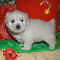 Jojo , a male Shihpoo for sale in Billings, MO – Photo 4 of 10