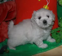 Jojo , a male Shihpoo for sale in Billings, MO – Photo 8 of 10