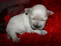 Jojo , a male Shihpoo for sale in Billings, MO – Photo 5 of 7