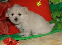 Jojo , a male Shihpoo for sale in Billings, MO – Photo 7 of 10