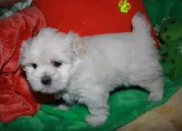 Jojo , a male Shihpoo for sale in Billings, MO – Photo 6 of 10