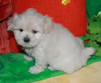 Jojo , a male Shihpoo for sale in Billings, MO – Photo 9 of 10