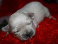 Jojo , a male Shihpoo for sale in Billings, MO – Photo 6 of 7