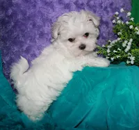 Fannie, a female Maltese for sale in Billings, MO – 9 of 10
