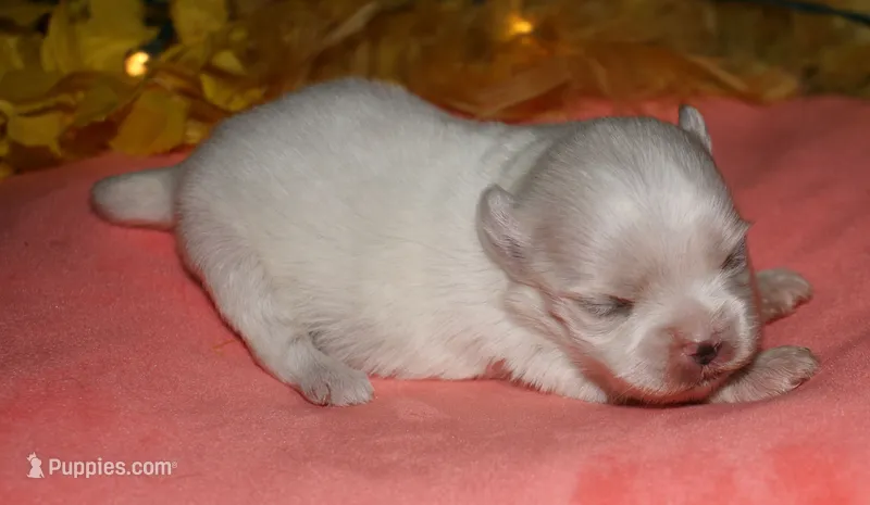 Piper – Maltese puppy for sale in Billings, MO