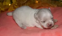 Piper, a male Maltese for sale in Billings, MO – 1 of 9