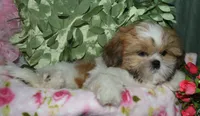 MoJo, a male Shih Tzu for sale in Billings, MO – 5 of 9