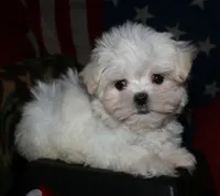 Noah, a male Maltese for sale in Billings, MO – 6 of 9