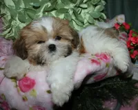 MoJo, a male Shih Tzu for sale in Billings, MO – 6 of 9