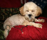 Luke, a male Shihpoo for sale in Billings, MO – 5 of 10