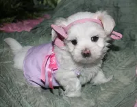 Diva, a female Maltese for sale in Billings, MO – 1 of 9