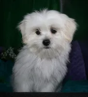 Shiloh , a female Shihpoo for sale in Billings, MO – 9 of 10
