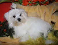 Bruiser, a male Maltese for sale in Billings, MO – 2 of 9