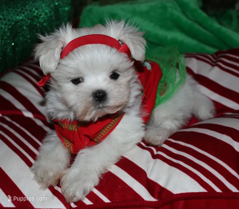 Piper – Maltese puppy for sale in Billings, MO
