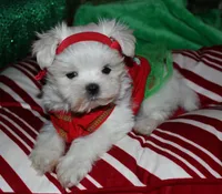 Piper, a male Maltese for sale in Billings, MO – 1 of 9