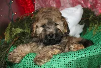 Theodore, a male Maltipoo for sale in Billings, MO – 6 of 10