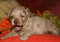 Gizmo, a male Maltipoo for sale in Billings, MO – 9 of 9