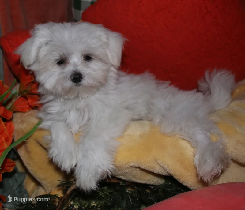 Chester – Maltese puppy for sale in Billings, MO