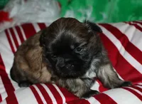 Jojo , a female Shih Tzu for sale in Billings, MO – 4 of 9