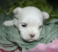 Dakota, a male Maltese for sale in Billings, MO – 5 of 7