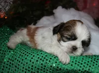 Cooper, a male Shih Tzu for sale in Billings, MO – 2 of 9