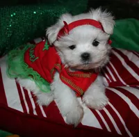 Piper, a male Maltese for sale in Billings, MO – 4 of 9