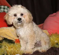 Luke, a male Shihpoo for sale in Billings, MO – 7 of 10
