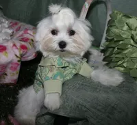 Archie, a male Maltese for sale in Billings, MO – 8 of 9