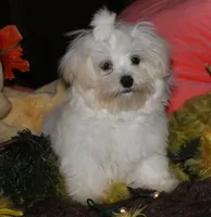 Fred, a male Maltese for sale in Billings, MO – 7 of 10