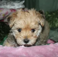 Moses , a male Morkie for sale in Billings, MO – 5 of 9