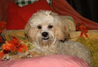 Luke, a male Shihpoo for sale in Billings, MO – 3 of 10