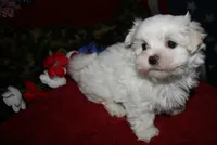 Bruiser, a male Maltese for sale in Billings, MO – 7 of 9