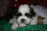 Cooper, a male Shih Tzu for sale in Billings, MO – 6 of 9